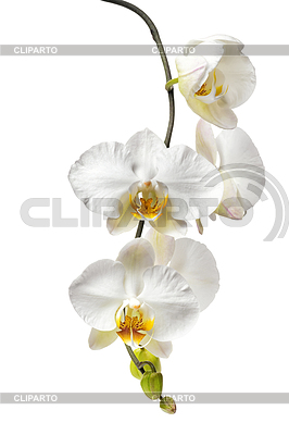 Floración hermosa blanco con orquídea amarilla, | Foto de alta resolución |ID 6385416