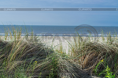 Seagrass, beach and sand dunes | High resolution stock photo | CLIPARTO