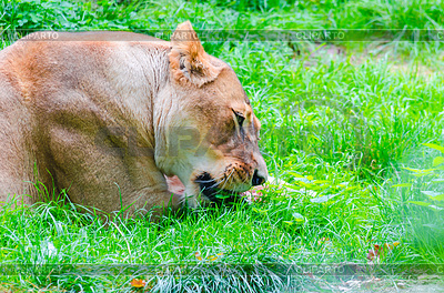 Lion in grass | High resolution stock photo |ID 5880478