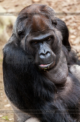 Gorilla sits on stone and looks to camera | High resolution stock photo |ID 5632785