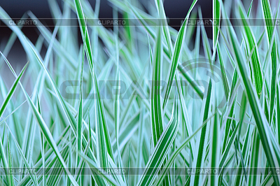 La primavera la hierba verde | Foto de alta resolución |ID 6011310