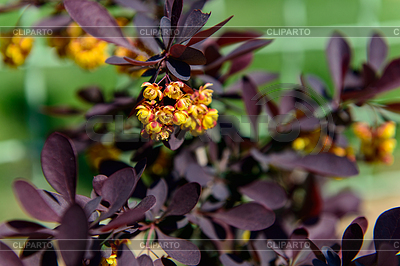 Flores y hojas | Foto de alta resolución |ID 6012149
