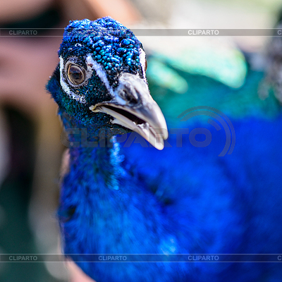 Pavo real macho de aves | Foto de alta resolución |ID 6012215